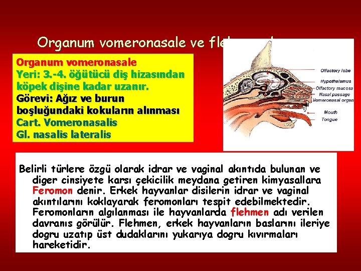 Organum vomeronasale ve flehmen davranışı Organum vomeronasale Yeri: 3. -4. öğütücü diş hizasından köpek