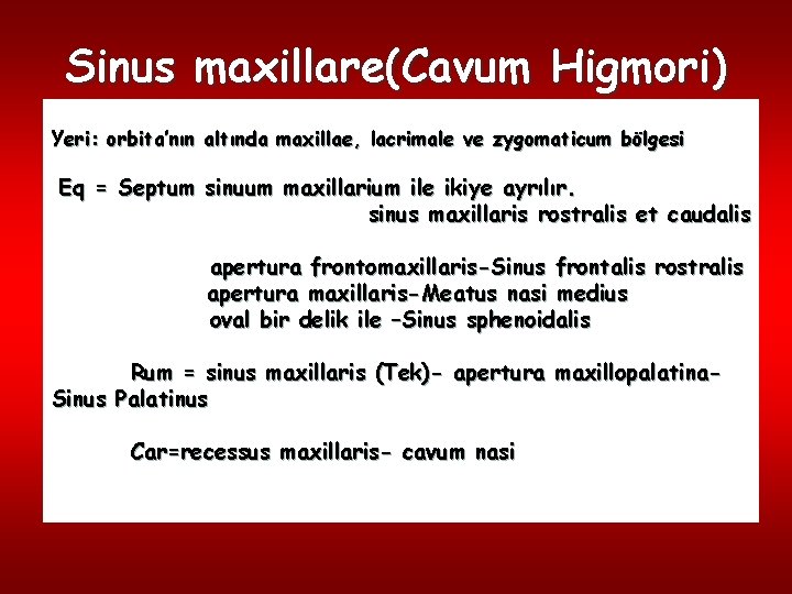 Sinus maxillare(Cavum Higmori) Yeri: orbita’nın altında maxillae, lacrimale ve zygomaticum bölgesi Eq = Septum