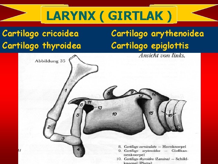 LARYNX ( GIRTLAK ) Cartilago cricoidea thyroidea Cartilago arythenoidea epiglottis 