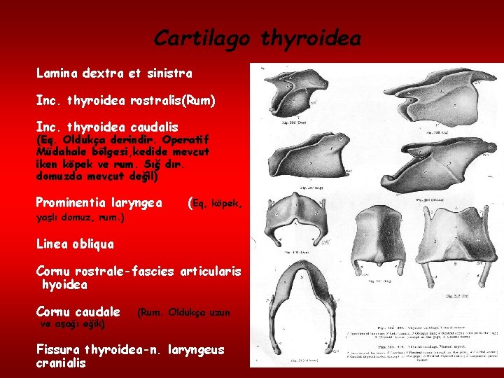 Cartilago thyroidea Lamina dextra et sinistra Inc. thyroidea rostralis(Rum) Inc. thyroidea caudalis (Eq. Oldukça