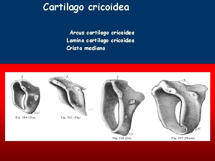 Cartilago cricoidea Arcus cartilago cricoidea Lamina cartilago cricoidea Crista mediana 