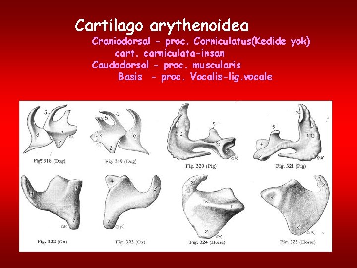 Cartilago arythenoidea Craniodorsal - proc. Corniculatus(Kedide yok) cart. carniculata-insan Caudodorsal - proc. muscularis Basis