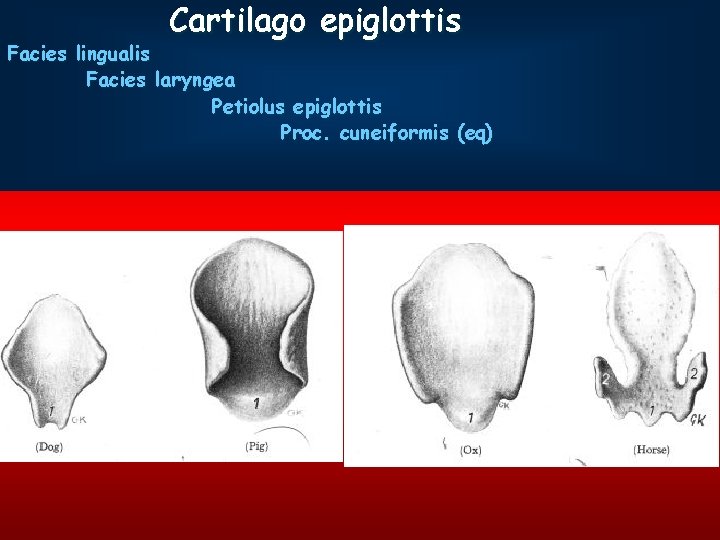 Cartilago epiglottis Facies lingualis Facies laryngea Petiolus epiglottis Proc. cuneiformis (eq) 