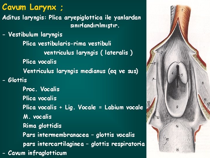 Cavum Larynx ; Aditus laryngis: Plica aryepiglottica ile yanlardan sınırlandırılmıştır. - Vestibulum laryngis Plica