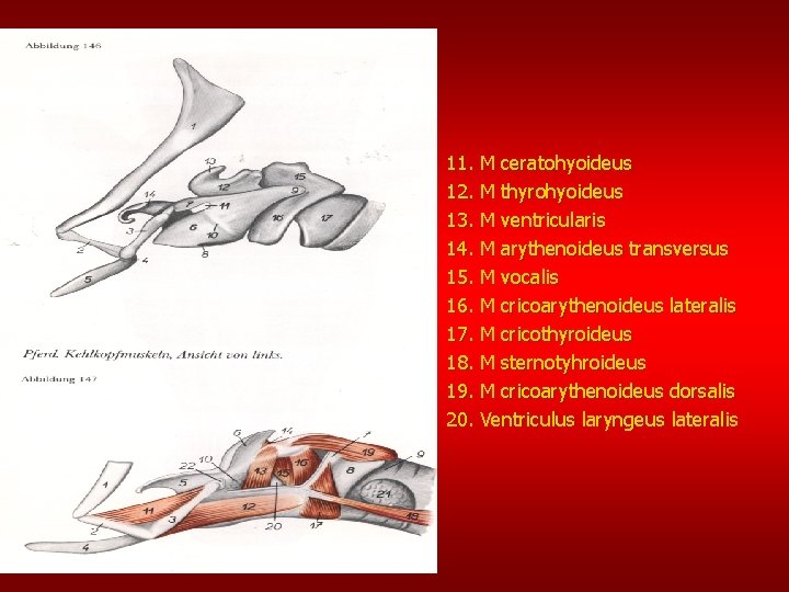 11. M ceratohyoideus 12. M thyrohyoideus 13. M ventricularis 14. M arythenoideus transversus 15.