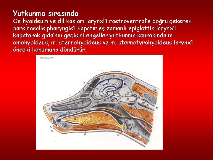 Yutkunma sırasında Os hyoideum ve dil kasları larynx!’i rostroventral’e doğru çekerek pars nasalis pharyngis’i