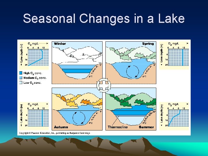 Seasonal Changes in a Lake 