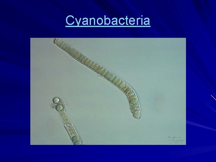 Cyanobacteria 