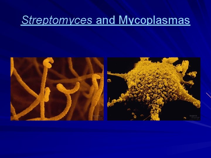 Streptomyces and Mycoplasmas 