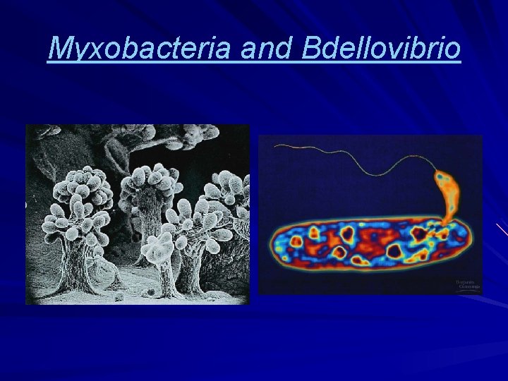 Myxobacteria and Bdellovibrio 
