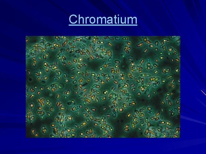 Chromatium 