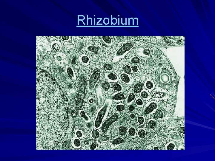 Rhizobium 