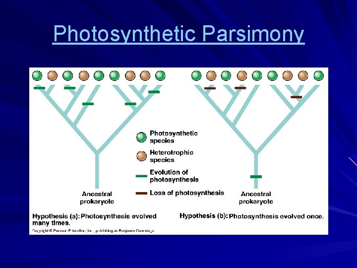 Photosynthetic Parsimony 