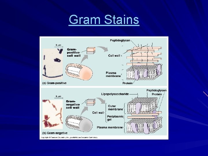 Gram Stains 