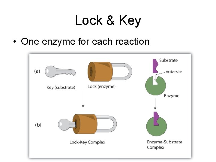 Lock & Key • One enzyme for each reaction 
