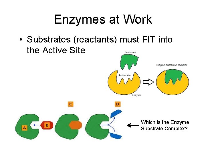Enzymes at Work • Substrates (reactants) must FIT into the Active Site Which is