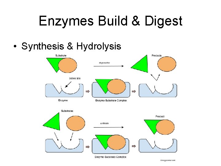 Enzymes Build & Digest • Synthesis & Hydrolysis 