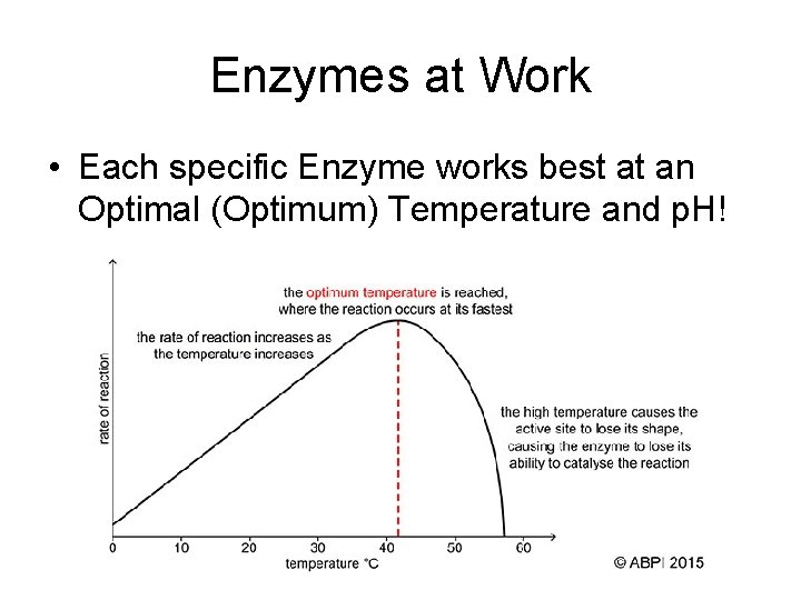Enzymes at Work • Each specific Enzyme works best at an Optimal (Optimum) Temperature