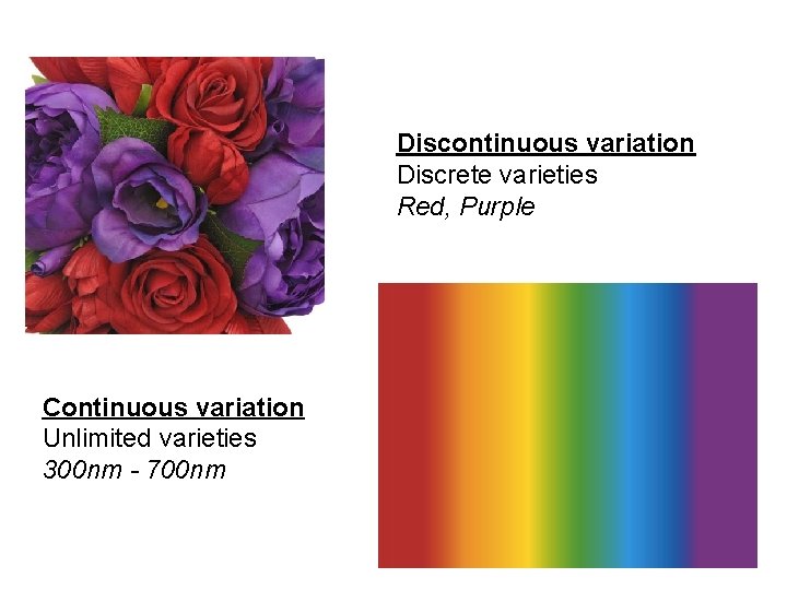 Discontinuous variation Discrete varieties Red, Purple Continuous variation Unlimited varieties 300 nm - 700