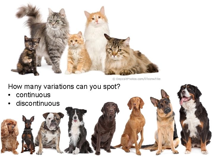 How many variations can you spot? • continuous • discontinuous 