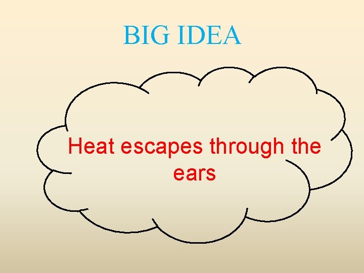 BIG IDEA Heat escapes through the ears 