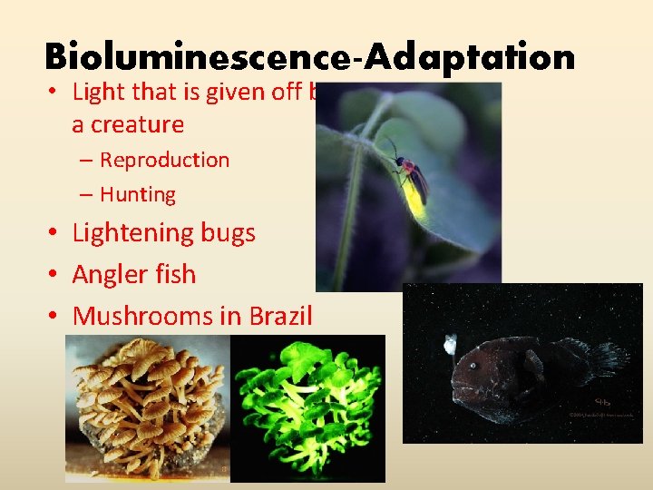 Bioluminescence-Adaptation • Light that is given off by a creature – Reproduction – Hunting