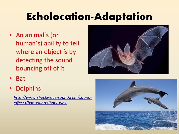 Echolocation-Adaptation • An animal’s (or human’s) ability to tell where an object is by