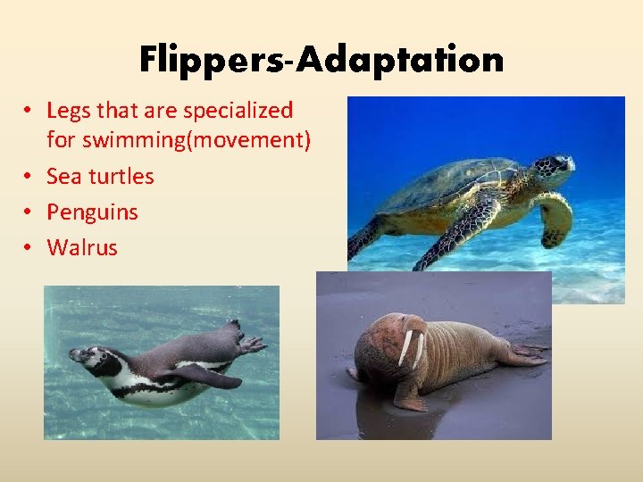 Flippers-Adaptation • Legs that are specialized for swimming(movement) • Sea turtles • Penguins •