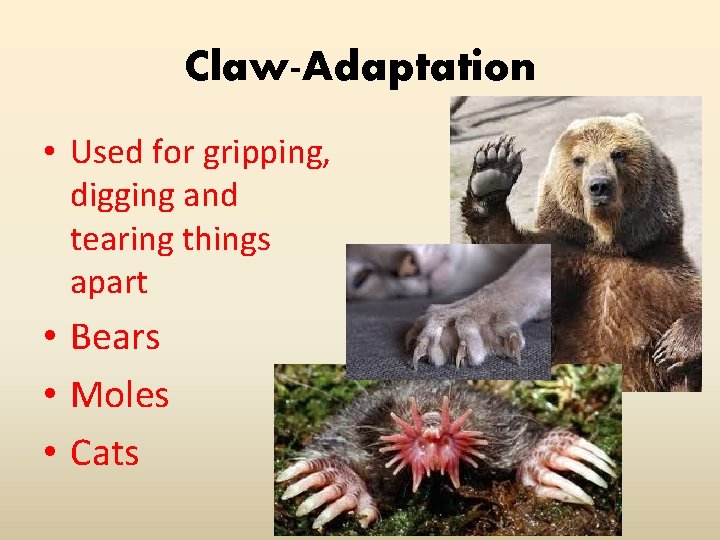 Claw-Adaptation • Used for gripping, digging and tearing things apart • Bears • Moles