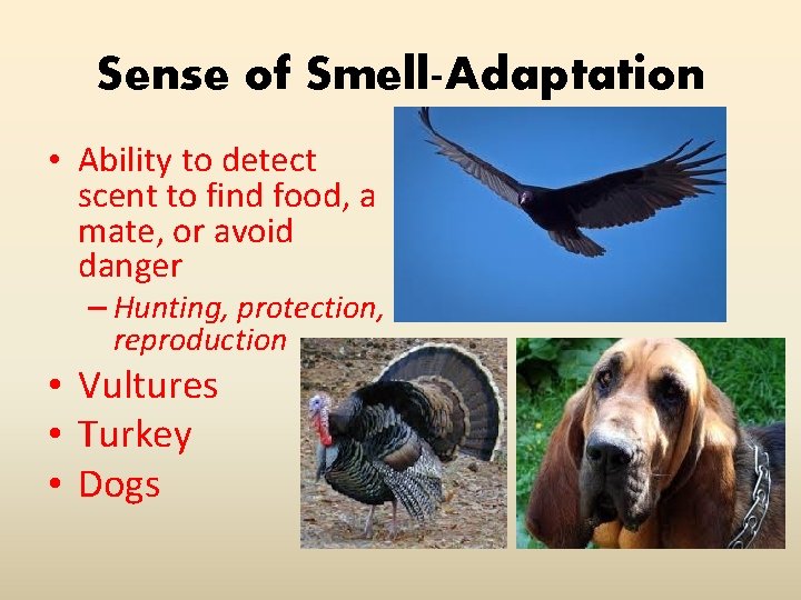 Sense of Smell-Adaptation • Ability to detect scent to find food, a mate, or