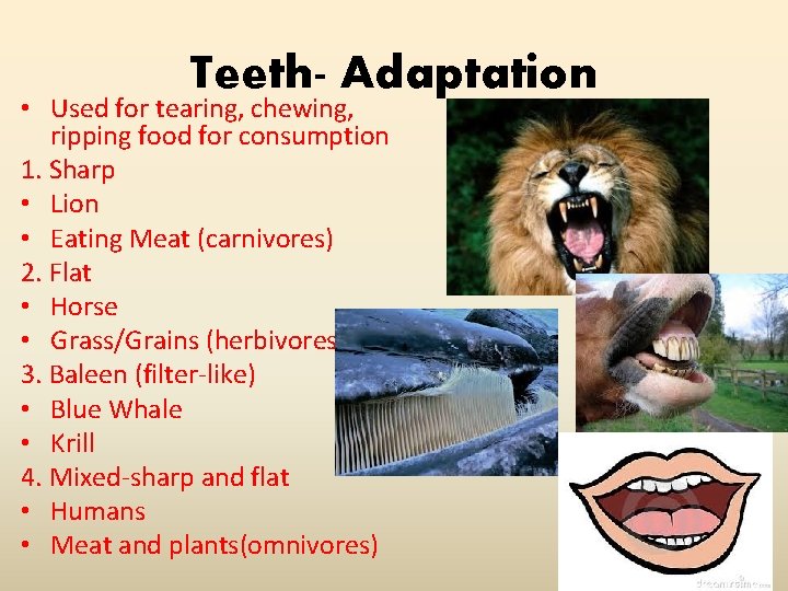 Teeth- Adaptation • Used for tearing, chewing, ripping food for consumption 1. Sharp •