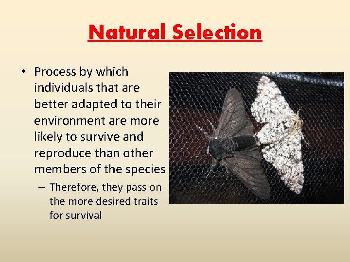 Natural Selection • Process by which individuals that are better adapted to their environment