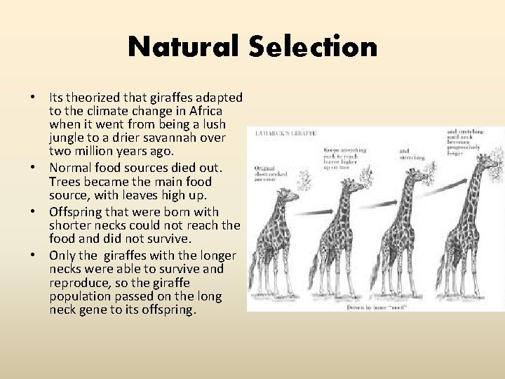 Natural Selection • Its theorized that giraffes adapted to the climate change in Africa
