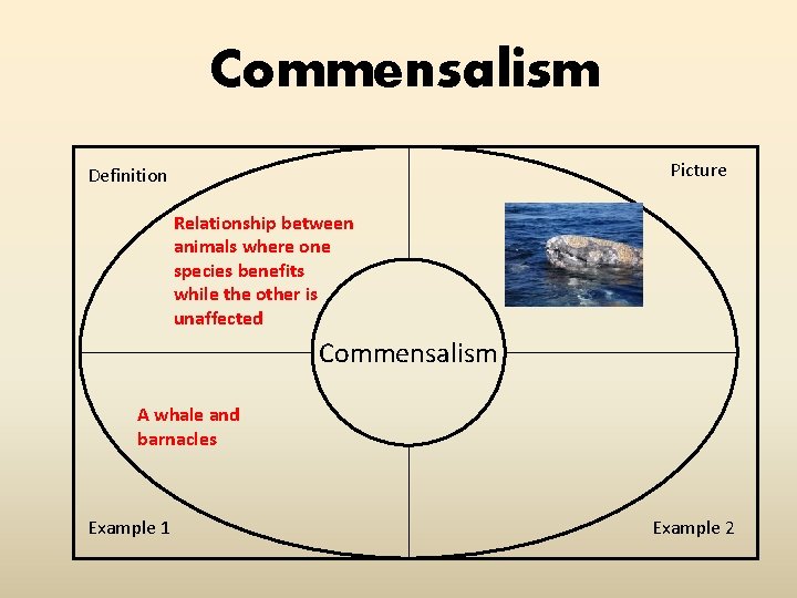 Commensalism Picture Definition Relationship between animals where one species benefits while the other is