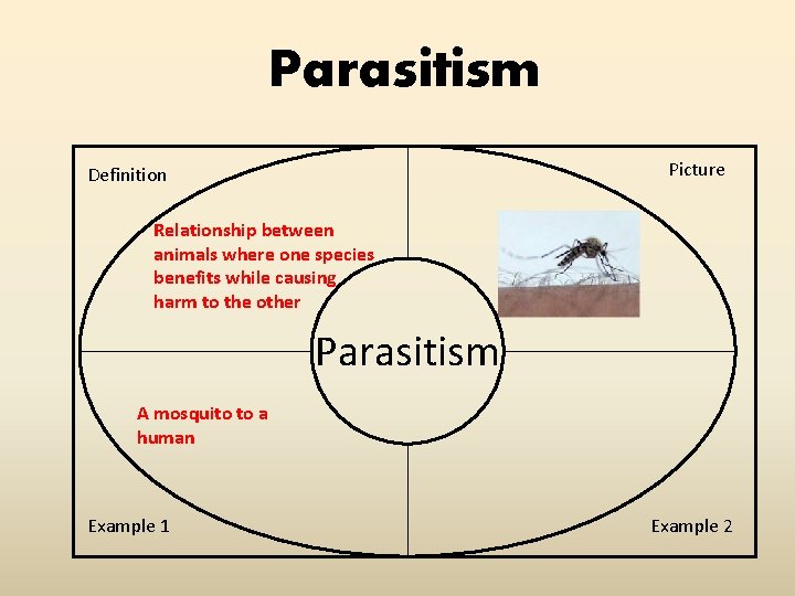 Parasitism Picture Definition Relationship between animals where one species benefits while causing harm to