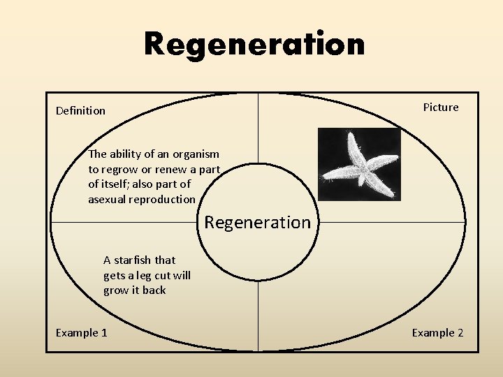 Regeneration Picture Definition The ability of an organism to regrow or renew a part