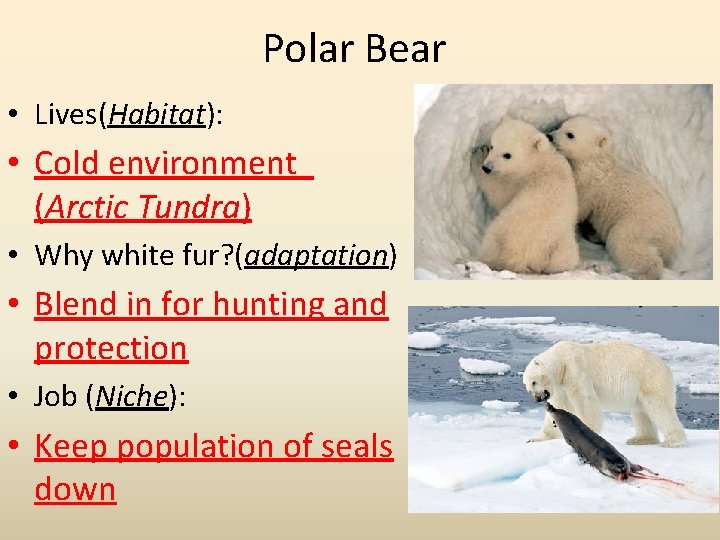 Polar Bear • Lives(Habitat): • Cold environment (Arctic Tundra) • Why white fur? (adaptation)