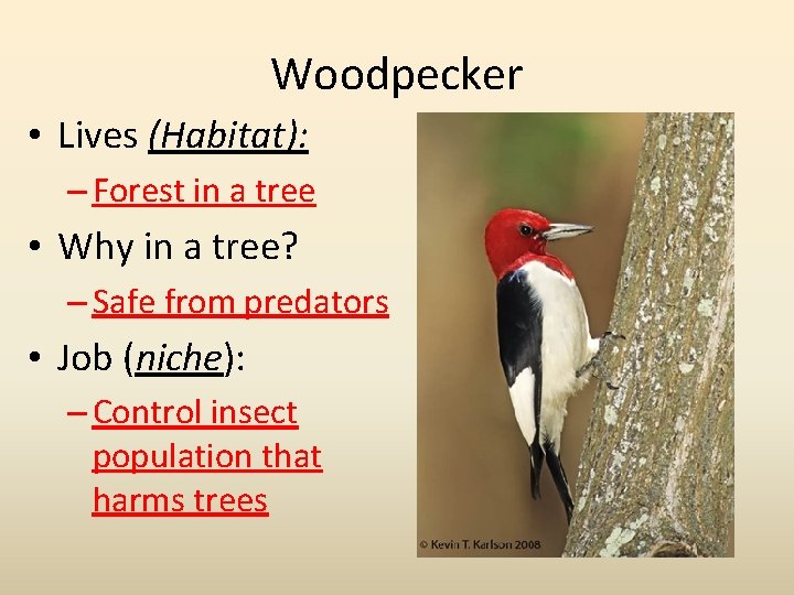 Woodpecker • Lives (Habitat): – Forest in a tree • Why in a tree?