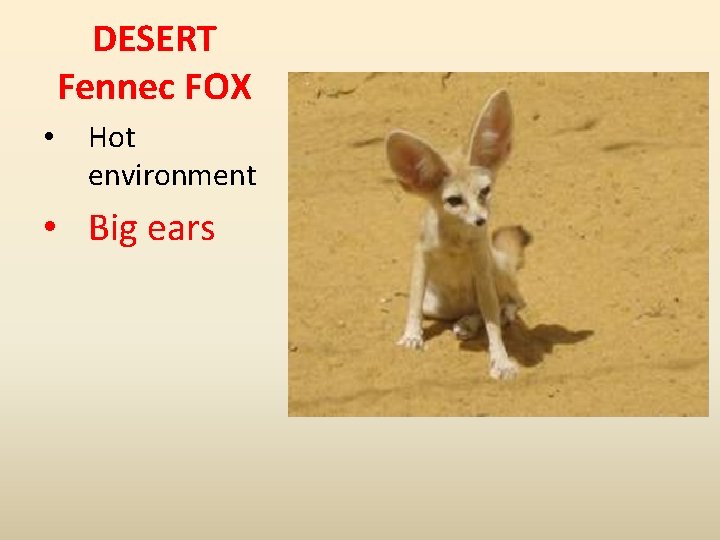 DESERT Fennec FOX • Hot environment • Big ears 