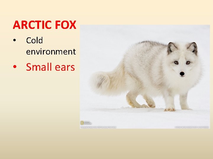 ARCTIC FOX • Cold environment • Small ears 