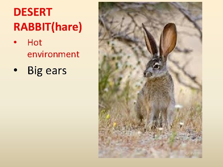 DESERT RABBIT(hare) • Hot environment • Big ears 