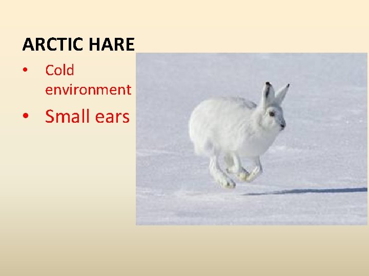 ARCTIC HARE • Cold environment • Small ears 