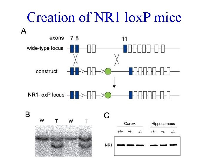 Creation of NR 1 lox. P mice 