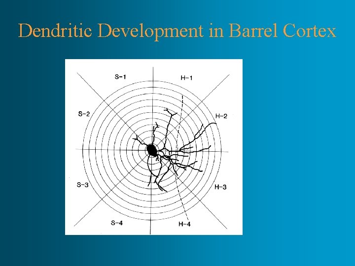 Dendritic Development in Barrel Cortex 