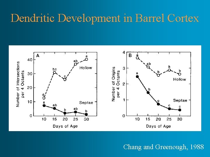 Dendritic Development in Barrel Cortex Chang and Greenough, 1988 