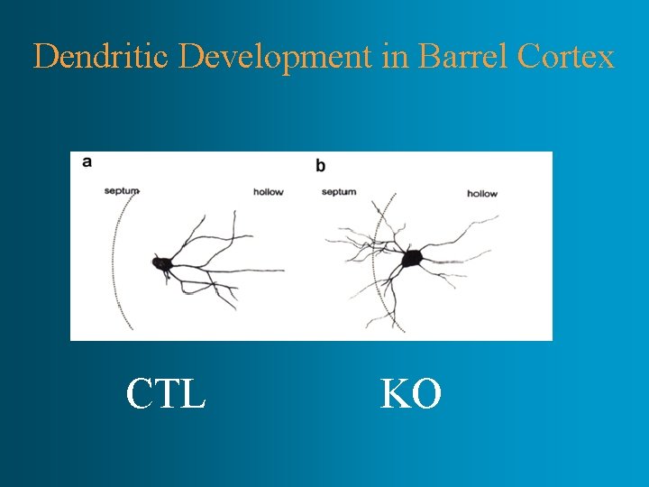 Dendritic Development in Barrel Cortex CTL KO 