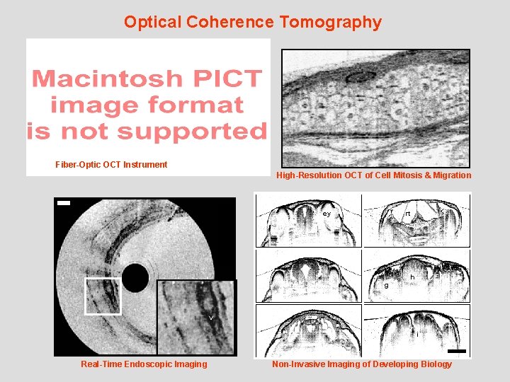 Optical Coherence Tomography Fiber-Optic OCT Instrument High-Resolution OCT of Cell Mitosis & Migration rt