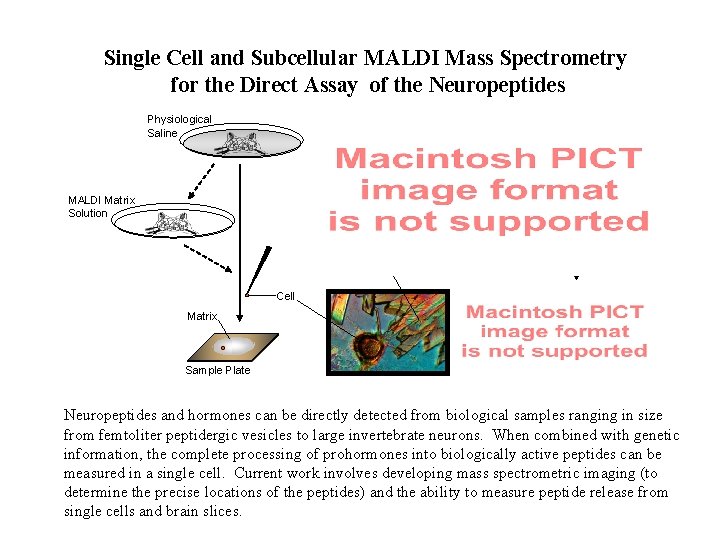 Single Cell and Subcellular MALDI Mass Spectrometry for the Direct Assay of the Neuropeptides