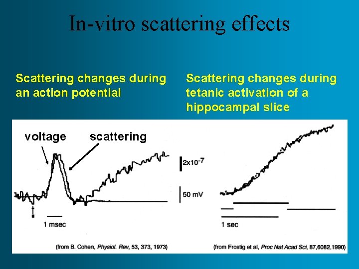 In-vitro scattering effects Scattering changes during an action potential voltage scattering Scattering changes during