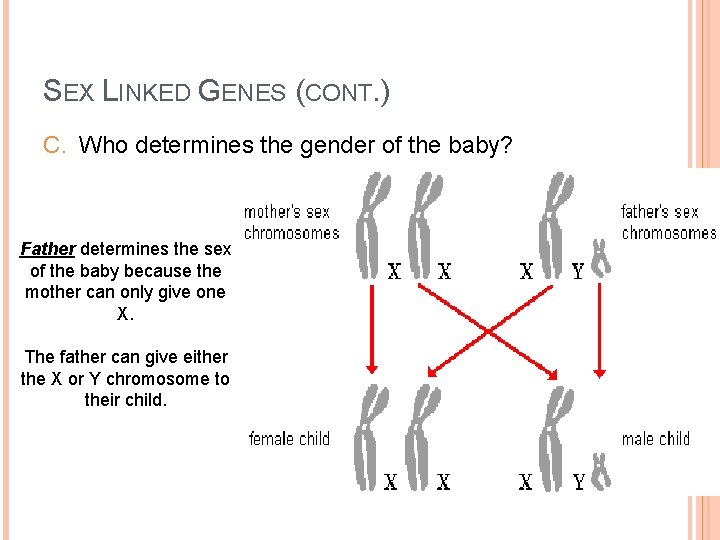 SEX LINKED GENES (CONT. ) C. Who determines the gender of the baby? Father